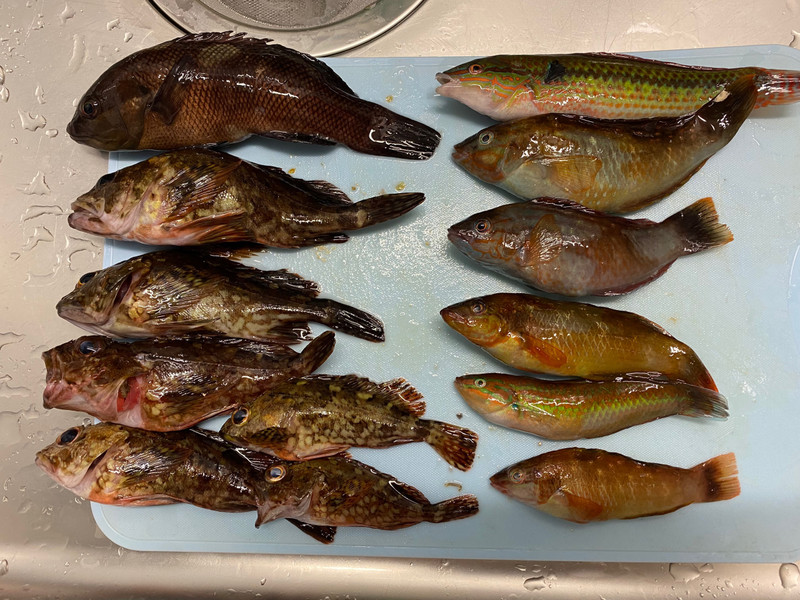 質問に添付された魚の写真