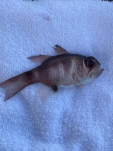 質問に添付された魚の写真