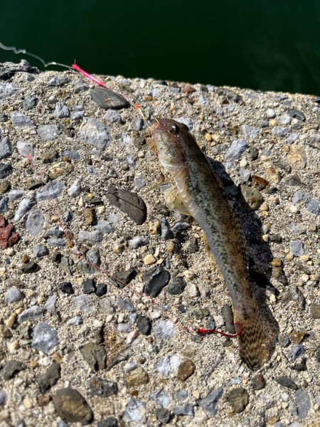 質問に添付された魚の写真