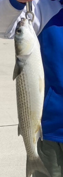 質問に添付された魚の写真
