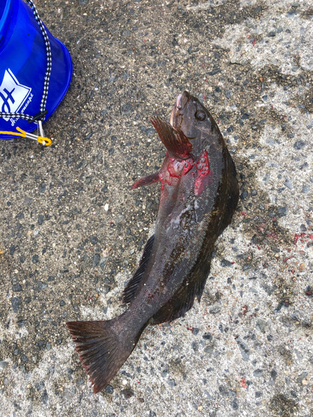 質問に添付された魚の写真