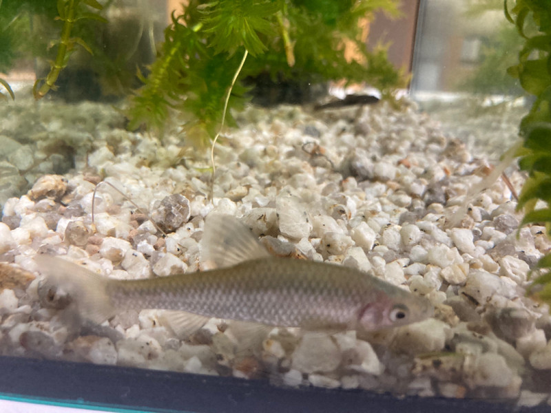 質問に添付された魚の写真