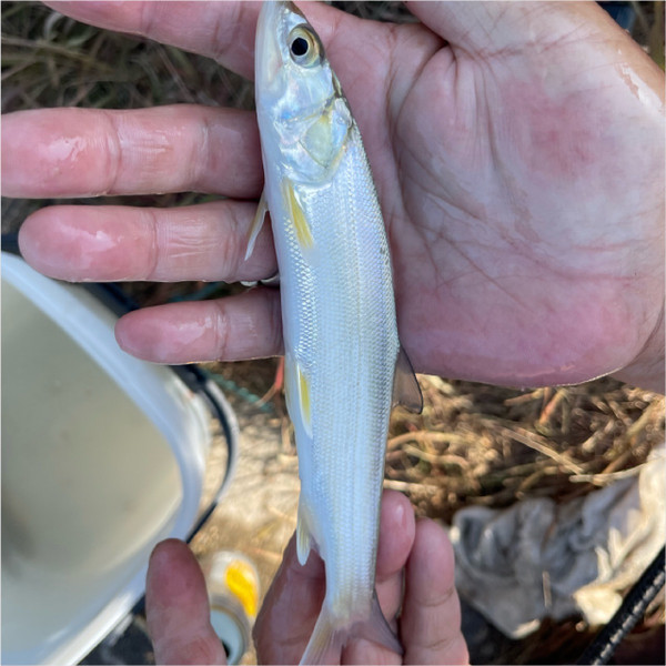 質問に添付された魚の写真
