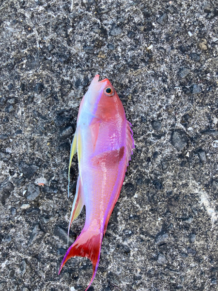 質問に添付された魚の写真