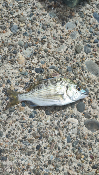質問に添付された魚の写真