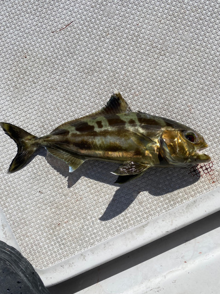 質問に添付された魚の写真