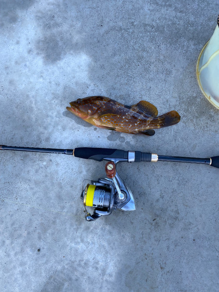 質問に添付された魚の写真