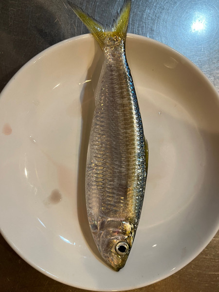 質問に添付された魚の写真