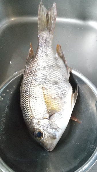 質問に添付された魚の写真