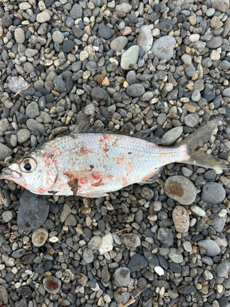 質問に添付された魚の写真