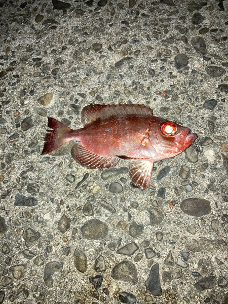 質問に添付された魚の写真