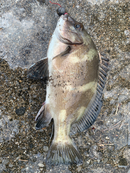 質問に添付された魚の写真