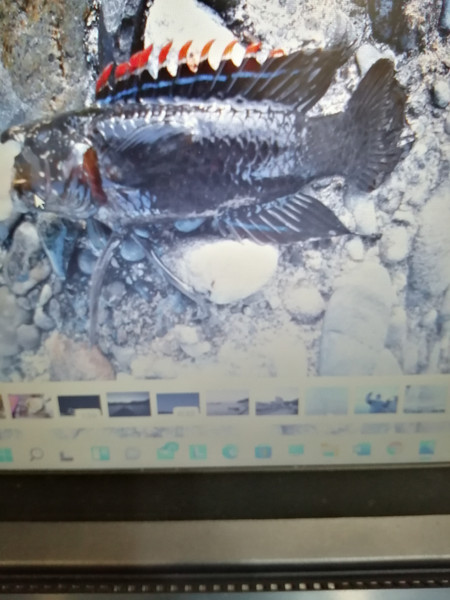 質問に添付された魚の写真