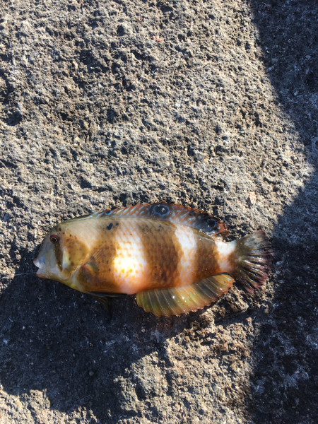 質問に添付された魚の写真