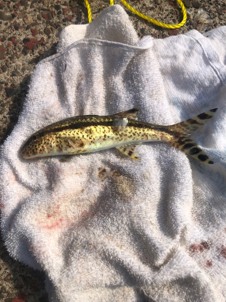 質問に添付された魚の写真