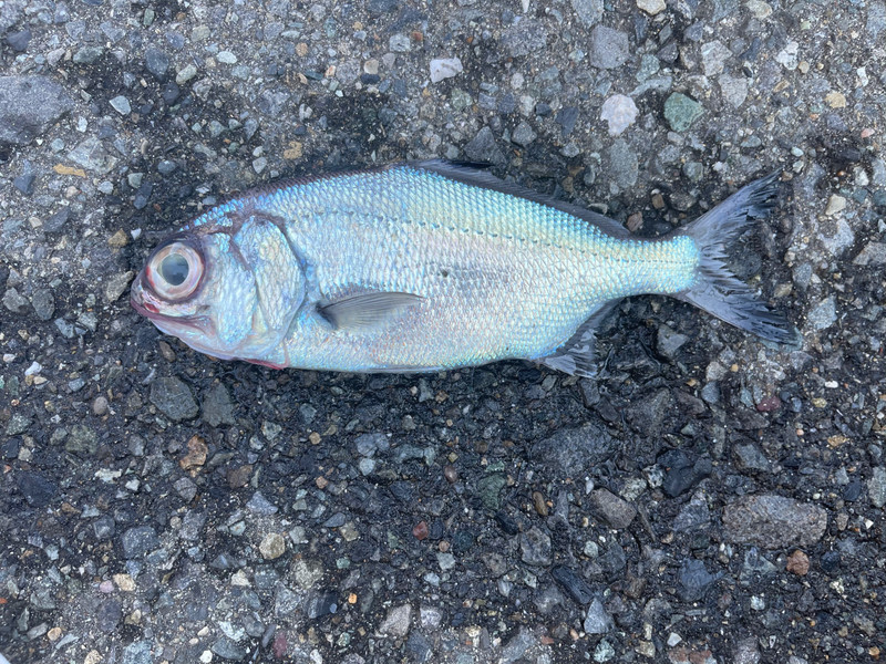 質問に添付された魚の写真