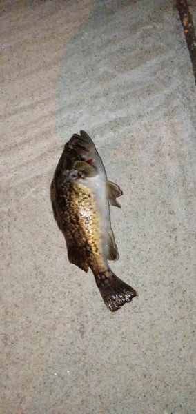 質問に添付された魚の写真