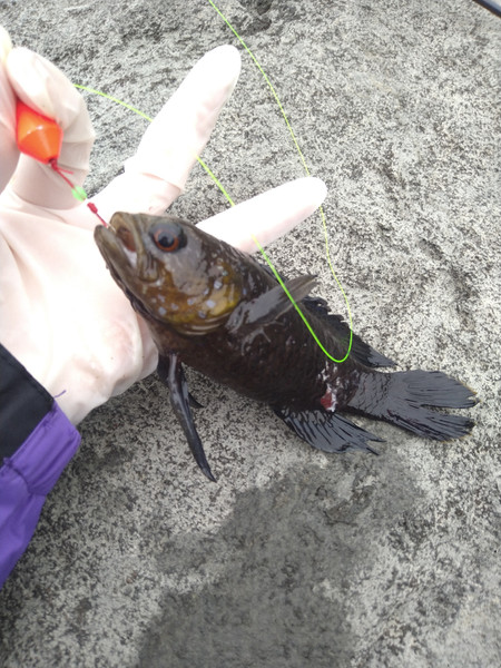 質問に添付された魚の写真