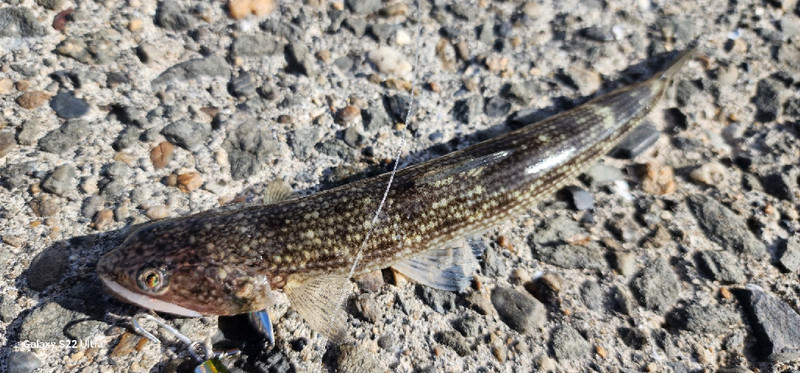 質問に添付された魚の写真