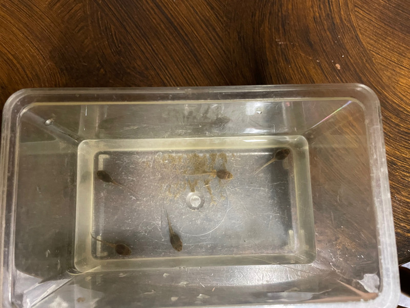 質問に添付された魚の写真