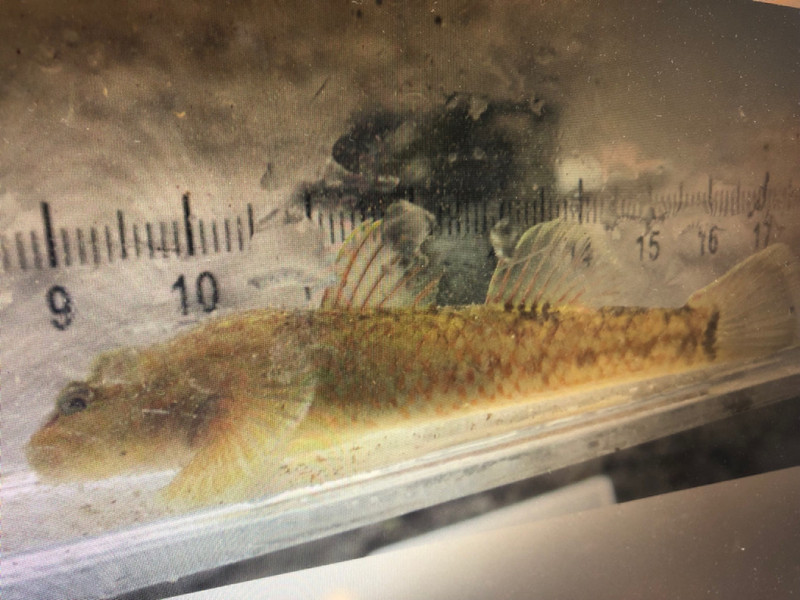 質問に添付された魚の写真