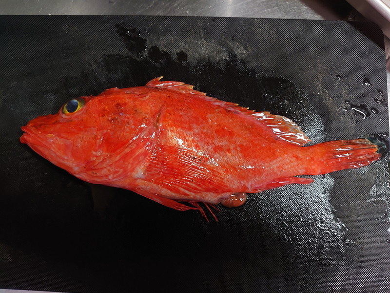 質問に添付された魚の写真