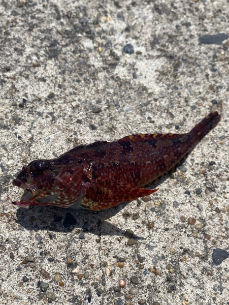 質問に添付された魚の写真