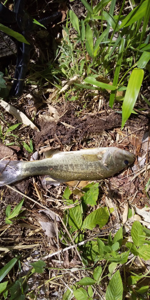 質問に添付された魚の写真