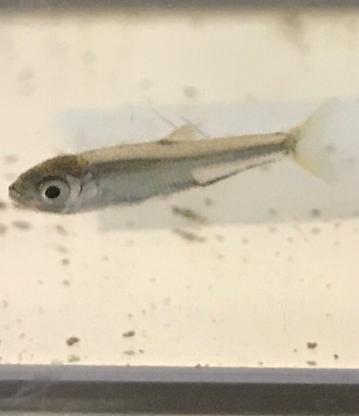 質問に添付された魚の写真