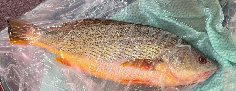 質問に添付された魚の写真