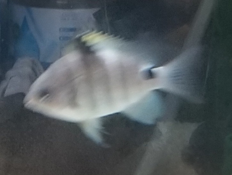 質問に添付された魚の写真
