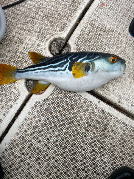 質問に添付された魚の写真