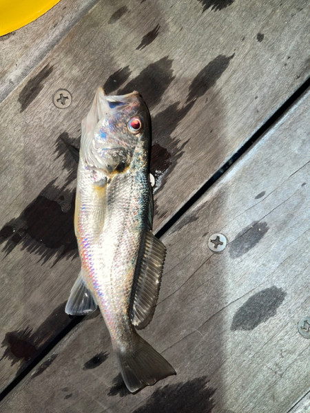 質問に添付された魚の写真
