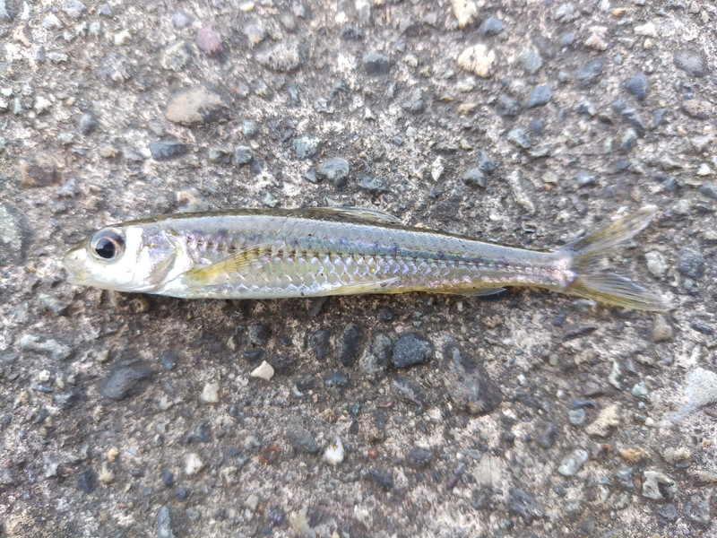 質問に添付された魚の写真