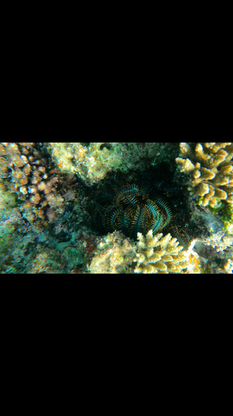 質問に添付された魚の写真