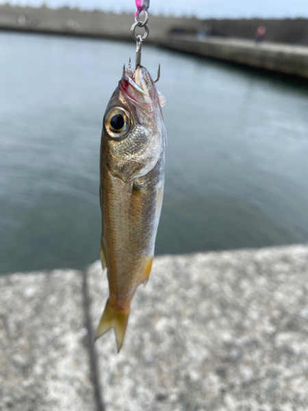 質問に添付された魚の写真