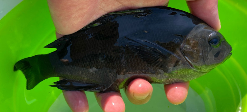 質問に添付された魚の写真