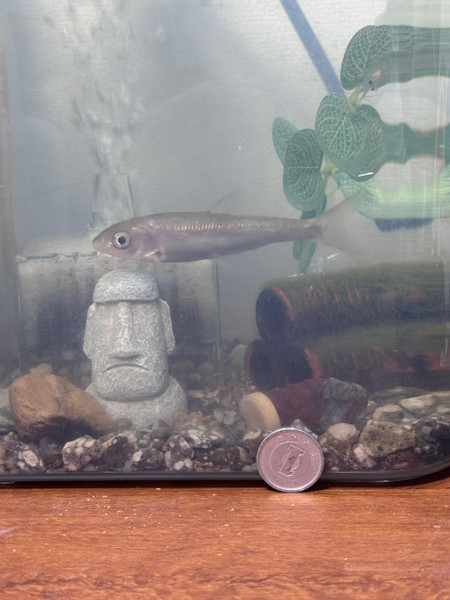 質問に添付された魚の写真