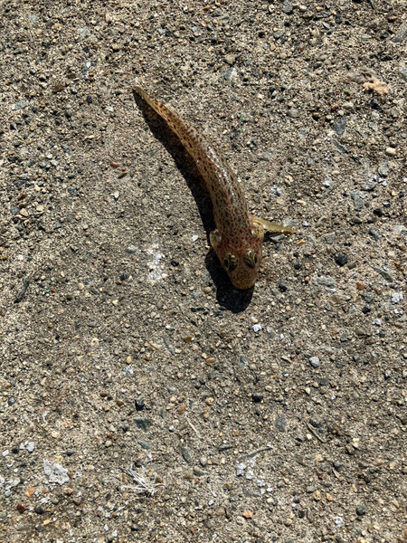 質問に添付された魚の写真