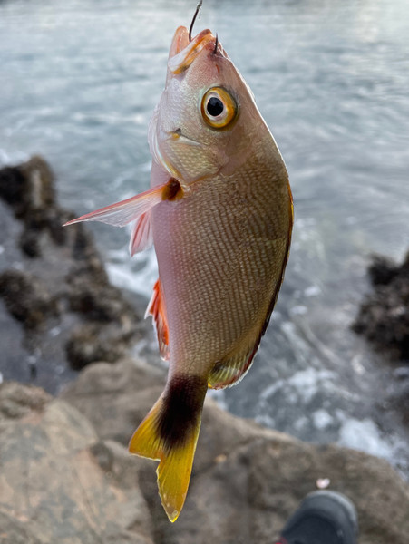 質問に添付された魚の写真
