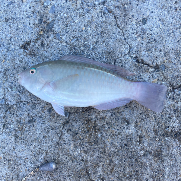 質問に添付された魚の写真