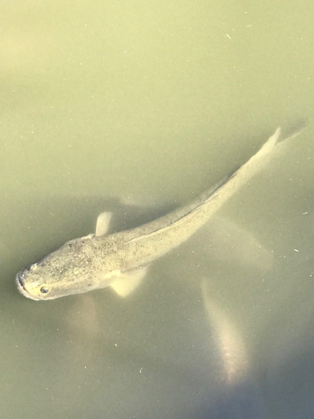 質問に添付された魚の写真