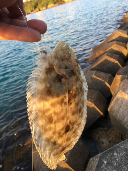質問に添付された魚の写真