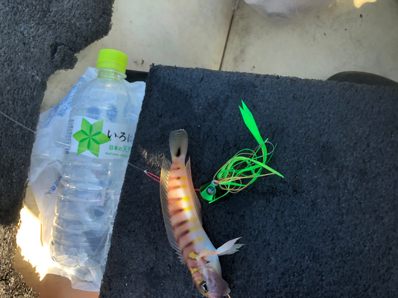 質問に添付された魚の写真