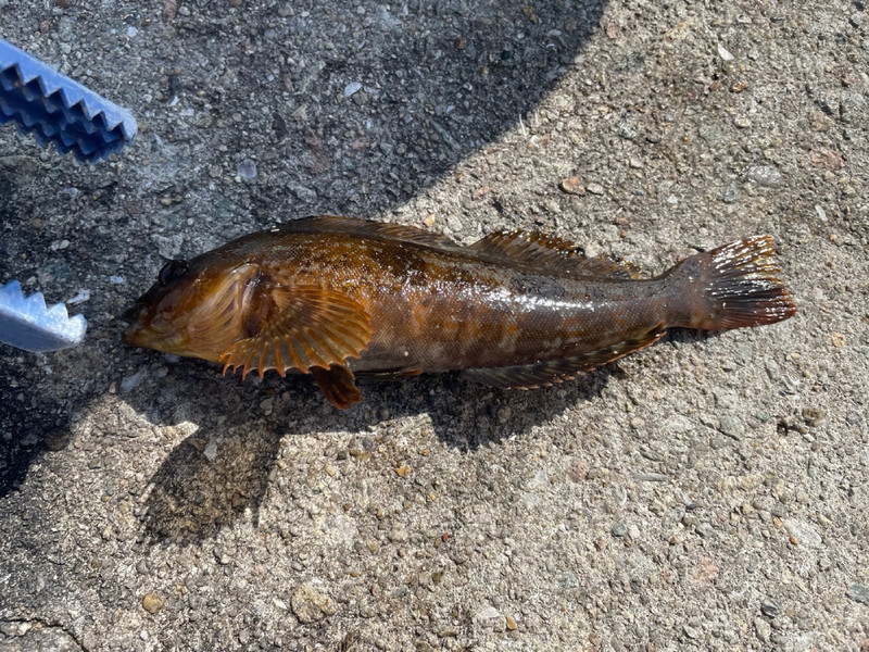質問に添付された魚の写真