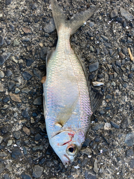 質問に添付された魚の写真