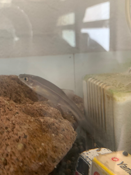 質問に添付された魚の写真