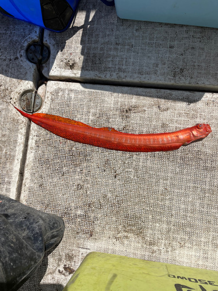 質問に添付された魚の写真