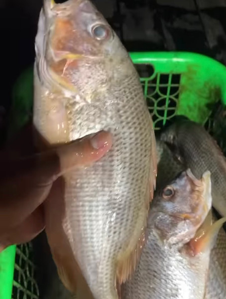 質問に添付された魚の写真