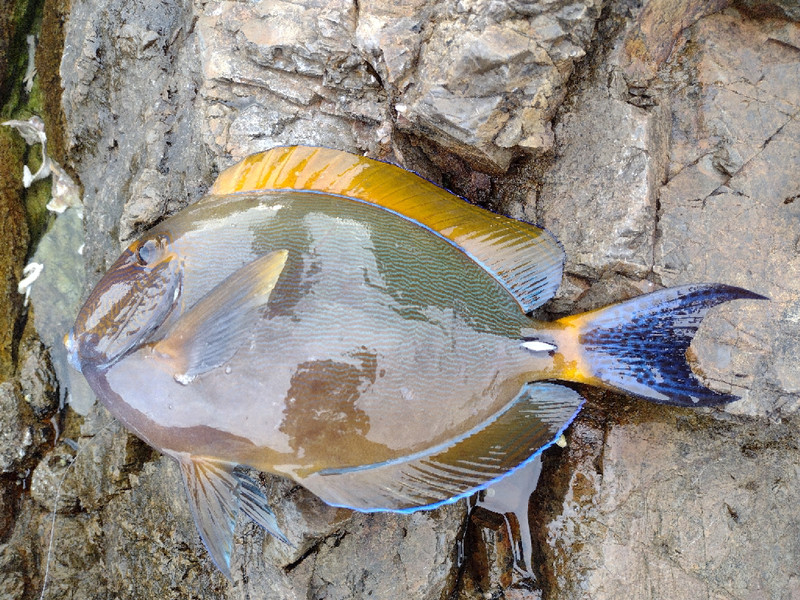 質問に添付された魚の写真
